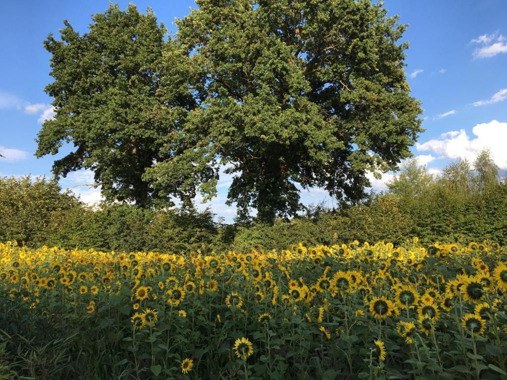 Bed & Breakfast Fuer Individualisten In Gemeinde Scharbeutz, Auch Allergiker Kültér fotó